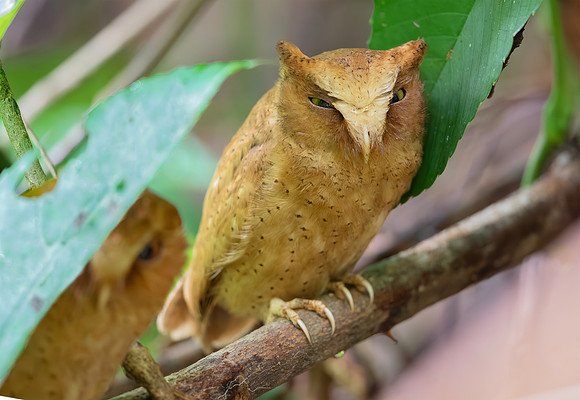 Serendib Scops Owl ♂, ♀, Sinharaja, Sri Lanka 2019