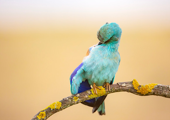 Scharrelaar ♂, European Roller, Campo Lugar, España 2019,