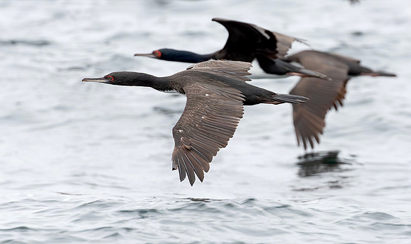 Guanay Cormorant, Peru 2015