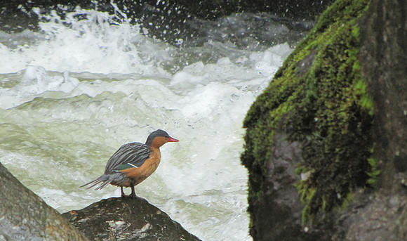 Torrent Duck, Ecuador 23 februari 2013