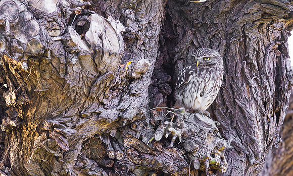 Steenuil, Little Owl, Groene Hart 2024