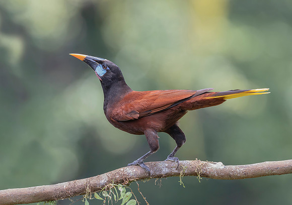 Montezuma Oropendola ♂, Costa Rica 2022