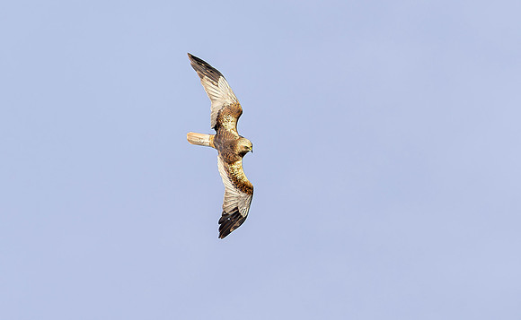 Bruine kiekendief ♂, Marsh harrier, Rietlanden Kockengen 2023