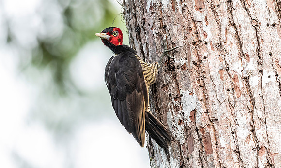 Pale-billed Woodpecker juv., Costa Rica 2022