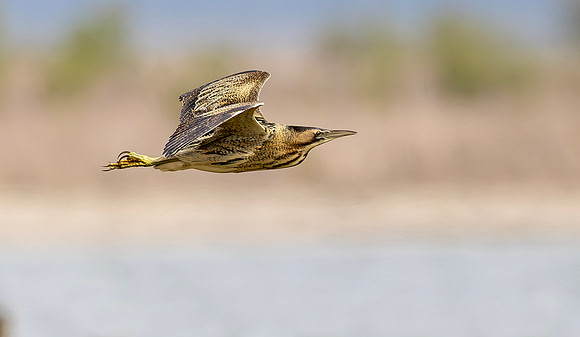 Roerdomp, Eurasian Bittern, Marker Wadden 2024
