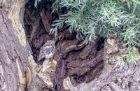 Steenuil juv, Little Owl, Groene Hart 2025