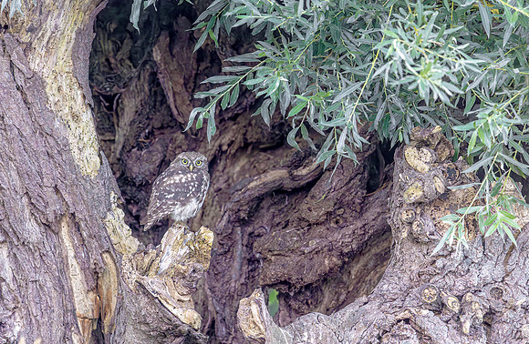 Steenuil juv, Little Owl, Groene Hart 2025