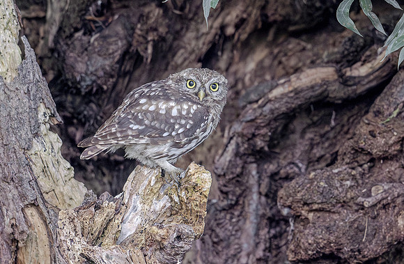Steenuil juv, Little Owl, Groene Hart 2025