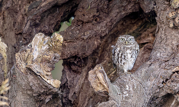 Steenuil juv, Little Owl, Groene Hart 2025