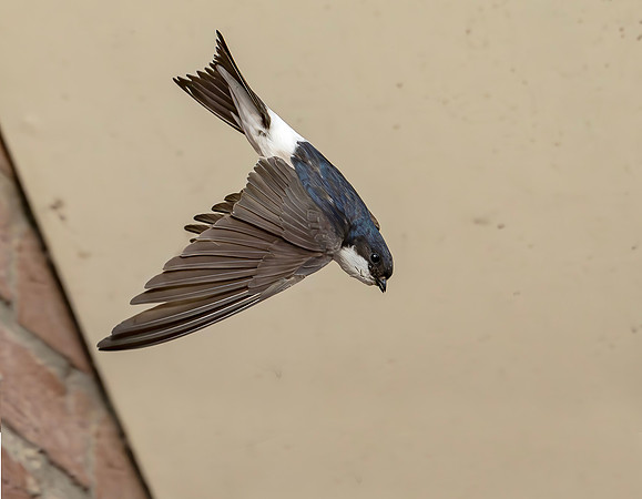 Huiszwaluw, House Martin, Kortrijk 2024