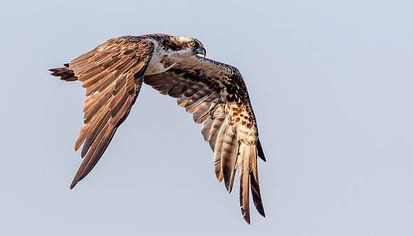 Visarend, Osprey, Bundala NP, Sri Lanka 2019