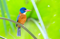 Blue-headed Kingfisher ♂, Sulawesi, Indonesia 2018