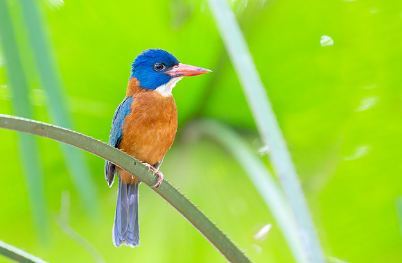 Blue-headed Kingfisher ♂, Sulawesi, Indonesia 2018