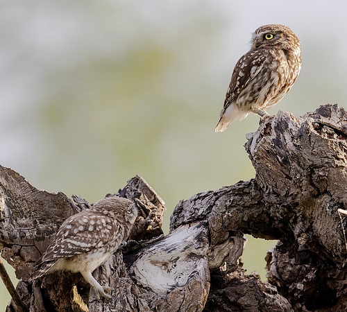 Steenuil, juv, Little Owl, Groene Hart 2025