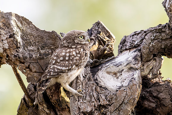 Steenuil juv, Little Owl, Groene Hart 2025