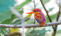 Rufous-backed Dwarf-Kingfisher, Bali Barat Ntl Park, Indonesia 2018