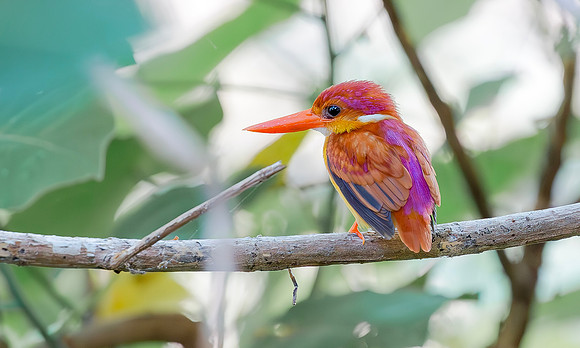 Rufous-backed Dwarf-Kingfisher, Bali Barat Ntl Park, Indonesia 2018