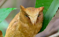 Serendib Scops Owl ♀, Sinharaja, Sri Lanka 2019