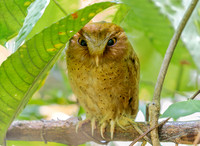 Serendib Scops Owl ♂, Sinharaja, Sri Lanka 2019