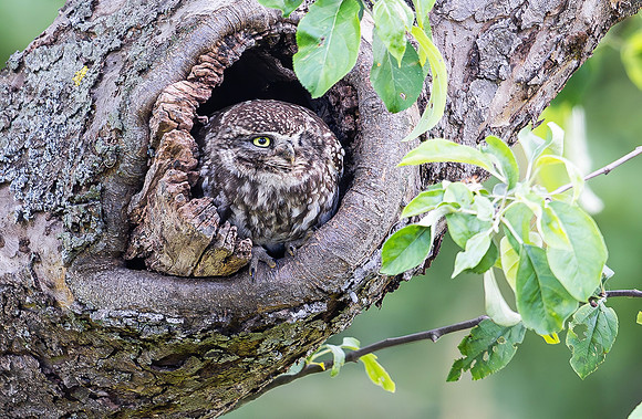 Steenuil ♂, Little Owl, Groene Hart 2025