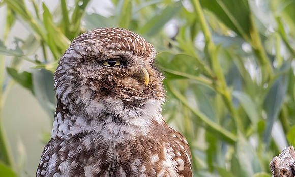 Steenuil ♂, roepend, Little Owl calling, Groene Hart 2025