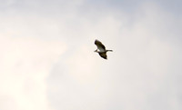 4 Visarend, Osprey, Waverhoek 01-09-2025, 0S1A2535