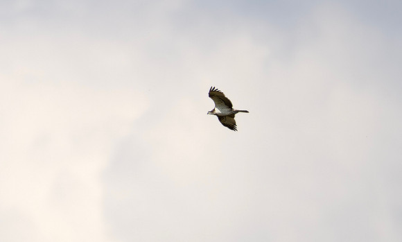 4 Visarend, Osprey, Waverhoek 01-09-2025, 0S1A2535
