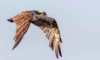 5 Visarend, Osprey, Bundala NP, Sri Lanka 16-12-2019,16A4083 def rec X IV