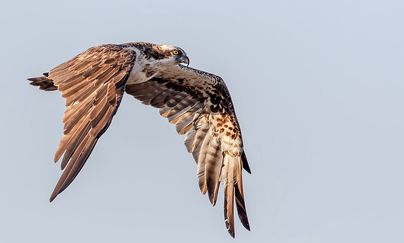 5 Visarend, Osprey, Bundala NP, Sri Lanka 16-12-2019,16A4083 def rec X IV