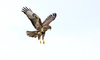 6 Jagende buizerd, Common buzzard, Waverhoek 10-09-2025, 0S1A2936