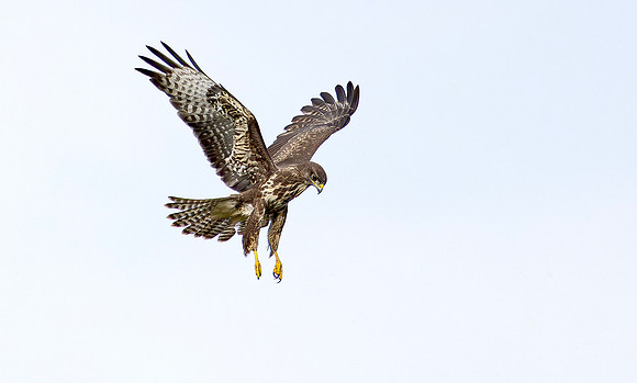 6 Jagende buizerd, Common buzzard, Waverhoek 10-09-2025, 0S1A2936