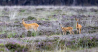 7 Reebok, reekalf, reegeit, Westerheide Laren 2025