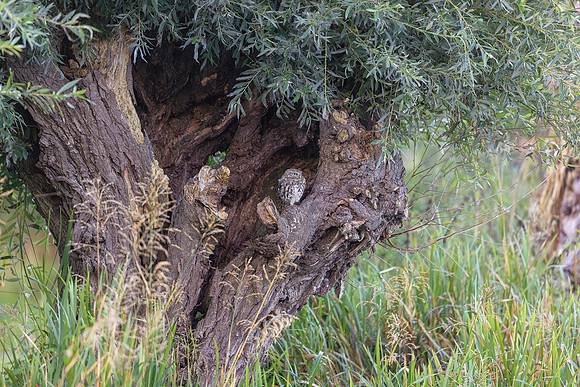 0 Steenuil juv, Little Owl, Groene Hart, Nederland 27-08-2025, 0S1A0344