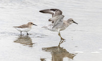 Bonte Strandloper, Dunlin, Kanoet, Red Knot, Texel 2025