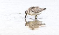 Kanoet, Red Knot,Texel 2025
