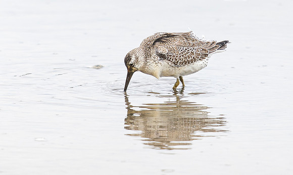 Kanoet, Red Knot,Texel 2025