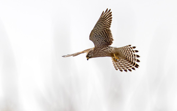 6a jagende Torenvalk, Common Kestrel, Texel 2025