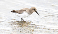 Bonte strandloper, Dunlin, Texel 2025