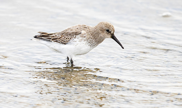 Bonte strandloper, Dunlin, Texel 2025