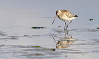 Grutto, Black-tailed Godwit, Texel 2025