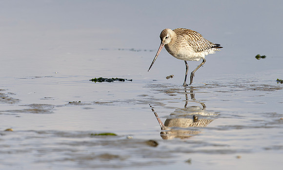 Grutto, Black-tailed Godwit, Texel 2025