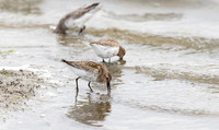 Bonte strandloper, Dunlin, Texel 2025