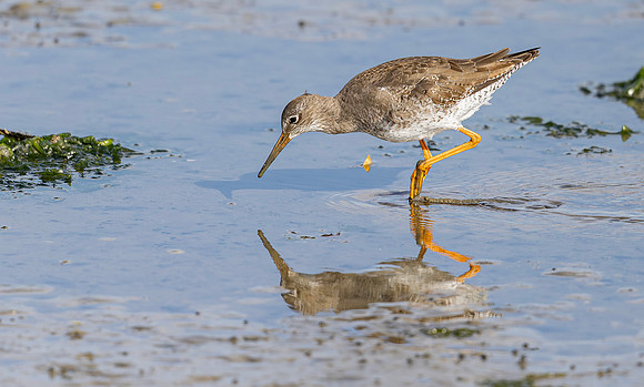 Tureluur juv 3x, Common Redshank 3x, Texel 2025