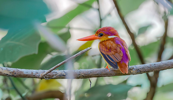 Rufous-backed Dwarf-kingfisher, Bali, Indonesia 2018