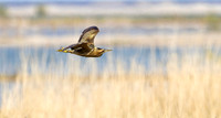 Roerdomp vlucht, Eurasian Bittern flying
