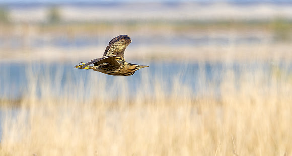 Roerdomp, Eurasian Bittern, Marker Wadden 2024