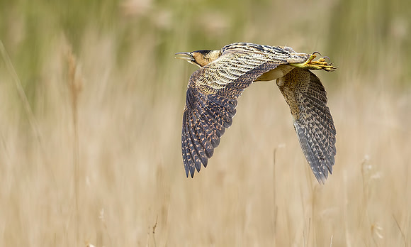 Roerdomp, Eurasian Bittern, Marker Wadden 2024