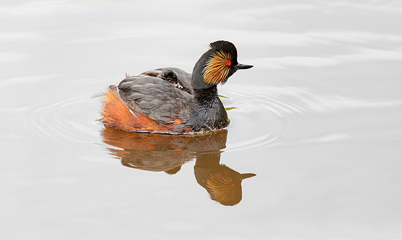 Geoorde Fuut, juv, Black-necked Grebe / Eared Grebe, Onner Polder 2021
