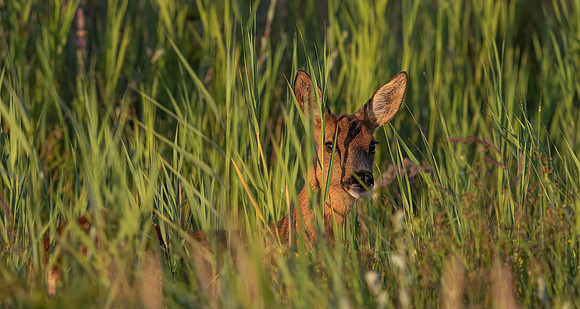 Roe Deer, Ree-geit, duinen van Schouwen 2022