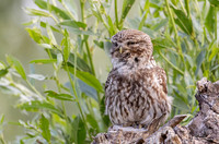 Steenuil ♂, roepend, Little Owl calling, Groene Hart 2025